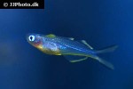 pseudomugil furcatus pseudomugil furcatus