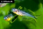 pseudomugil furcatus pseudomugil furcatus