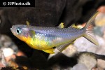 pseudomugil furcatus pseudomugil furcatus