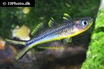 pseudomugil furcatus pseudomugil furcatus