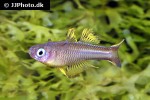 pseudomugil ivantsoffi pseudomugil ivantsoffi