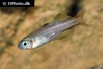 pseudomugil ivantsoffi pseudomugil ivantsoffi