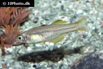 pseudomugil ivantsoffi pseudomugil ivantsoffi
