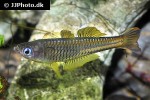 pseudomugil ivantsoffi pseudomugil ivantsoffi
