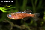 pseudomugil luminatus pseudomugil luminatus