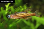 pseudomugil luminatus pseudomugil luminatus