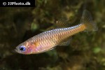 pseudomugil luminatus pseudomugil luminatus