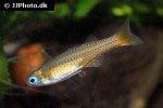 pseudomugil luminatus pseudomugil luminatus