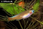 pseudomugil luminatus pseudomugil luminatus