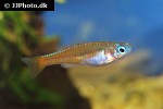 pseudomugil luminatus pseudomugil luminatus