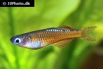 pseudomugil luminatus pseudomugil luminatus