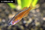 pseudomugil luminatus pseudomugil luminatus
