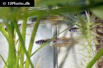 pseudomugil paskai pseudomugil paskai