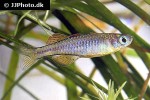 pseudomugil paskai pseudomugil paskai