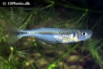 pseudomugil pellucidus pseudomugil pellucidus