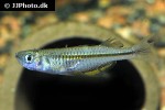 pseudomugil pellucidus pseudomugil pellucidus