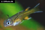 pseudomugil signifer pseudomugil signifer