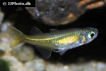 pseudomugil signifer pseudomugil signifer