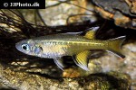 pseudomugil signifer pseudomugil signifer