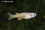 pseudomugil signifer pseudomugil signifer