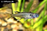 pseudomugil signifer pseudomugil signifer