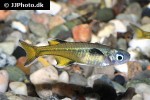 pseudomugil signifer pseudomugil signifer