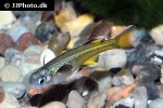 pseudomugil signifer pseudomugil signifer