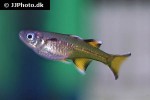 pseudomugil signifer pseudomugil signifer