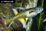 pseudomugil signifer pseudomugil signifer