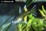 pseudomugil signifer pseudomugil signifer