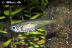pseudomugil signifer pseudomugil signifer