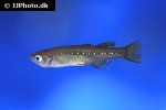 pseudomugil tenellus pseudomugil tenellus