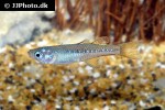 pseudomugil tenellus pseudomugil tenellus