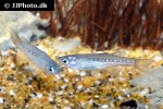pseudomugil tenellus pseudomugil tenellus