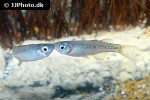 pseudomugil tenellus pseudomugil tenellus