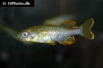 telmatherina bonti telmatherina bonti
