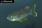 telmatherina bonti telmatherina bonti