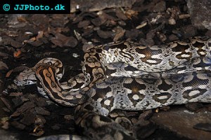 Boas & Anacondas
