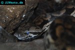 acrantophis dumerili dumeril s ground boa acrantophis dumerili dumeril s ground boa