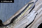 acrantophis dumerili dumeril s ground boa acrantophis dumerili dumeril s ground boa