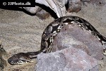 acrantophis dumerili dumeril s ground boa acrantophis dumerili dumeril s ground boa