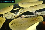 boa constrictor common boa boa constrictor common boa