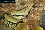 boa constrictor common boa boa constrictor common boa