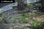 boa constrictor common boa boa constrictor common boa