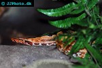 candoia carinata pacific ground boa candoia carinata pacific ground boa