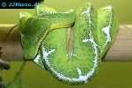 corallus caninus emerald tree boa corallus caninus emerald tree boa