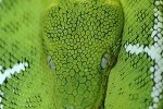 corallus caninus emerald tree boa corallus caninus emerald tree boa