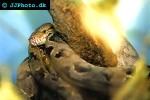 corallus hortulanus amazon tree boa corallus hortulanus amazon tree boa