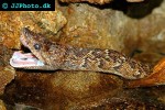 epicrates angulifer cuban boa epicrates angulifer cuban boa