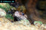 epicrates angulifer cuban boa epicrates angulifer cuban boa
